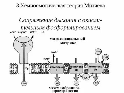 Лизосомы окислительное фосфорилирование