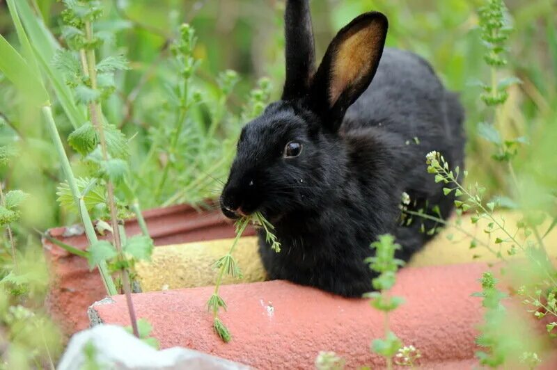 Черный кролик на английском. Черный кролик. Черный декоративный кролик. Черный заяц живой.