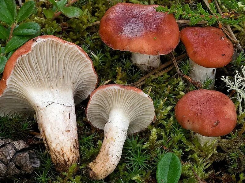 Большие пластинчатые грибы. Мокруха войлочная (Chroogomphus tomentosus). Гриб мокруха войлочная. Мокруха швейцарская гриб. Мокруха розовая гриб.