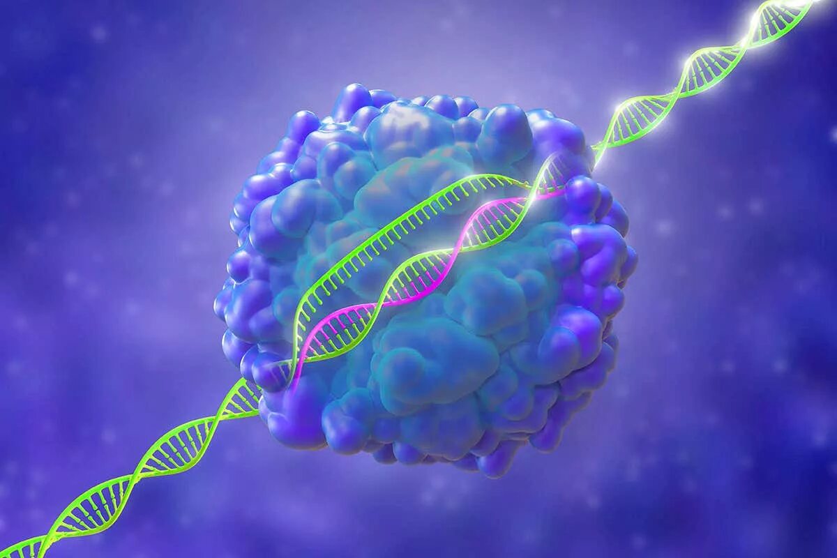 Перспективы генетики. Генетика CRISPR. Генная инженерия CRISPR. Зародышевая генная терапия:. Генотерапия наследственных заболеваний.