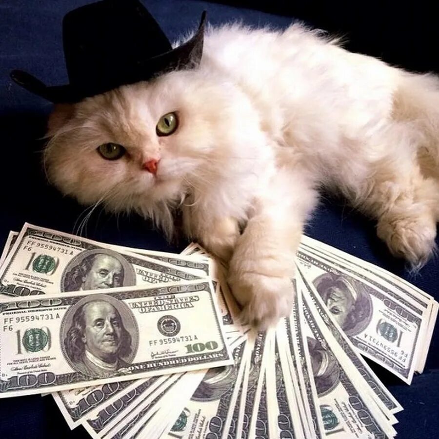 Casino cat official money cat fun. Денежный кот. Кот с деньгами. Кот с денежкой. Крутые коты с деньгами.