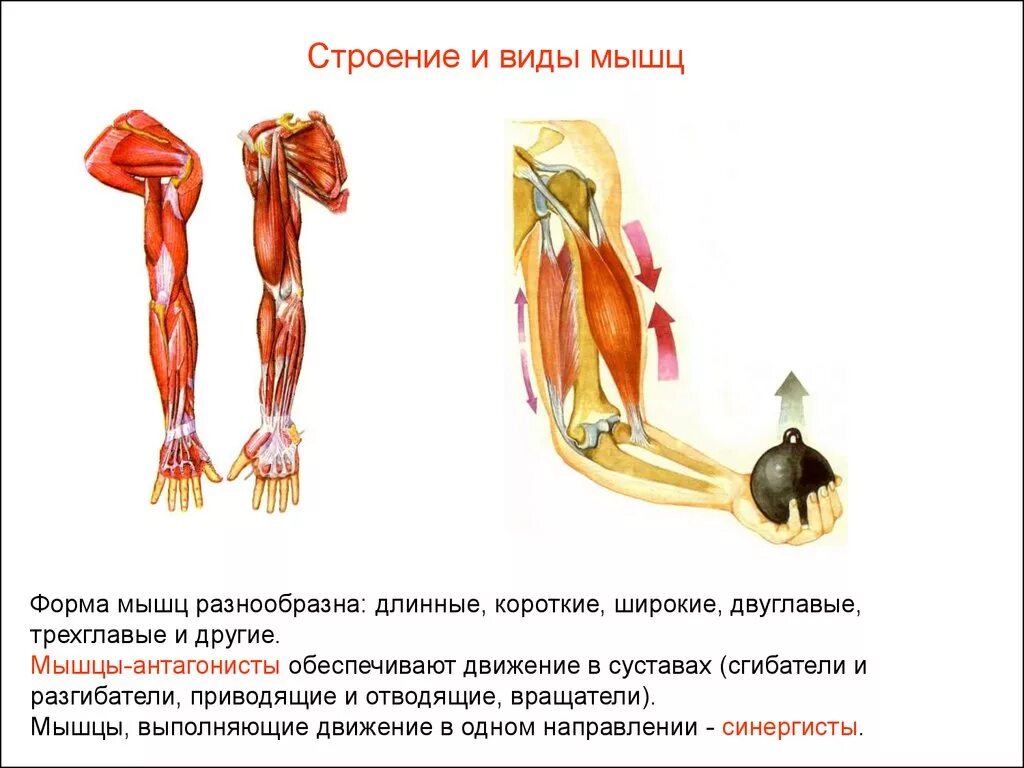 Сгибатель разгибатель санергист. Пример работы мышц антагонистов. Анатомия человека мышцы антагонисты. Мышцы сгибатели и разгибатели руки. Основные работы мышц