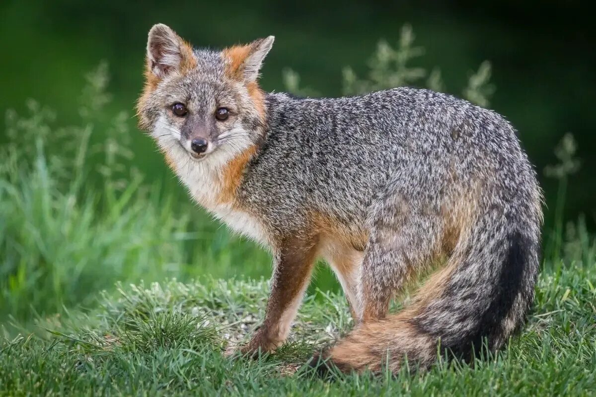 Many fox. Пампасская лисица Южной Америки. Серая лисица Urocyon cinereoargenteus. Канадская лиса грей Фокс. Пампасная лисица.