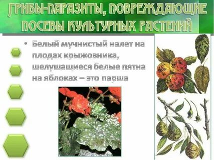 Основные пути борьбы с грибами паразитами растений