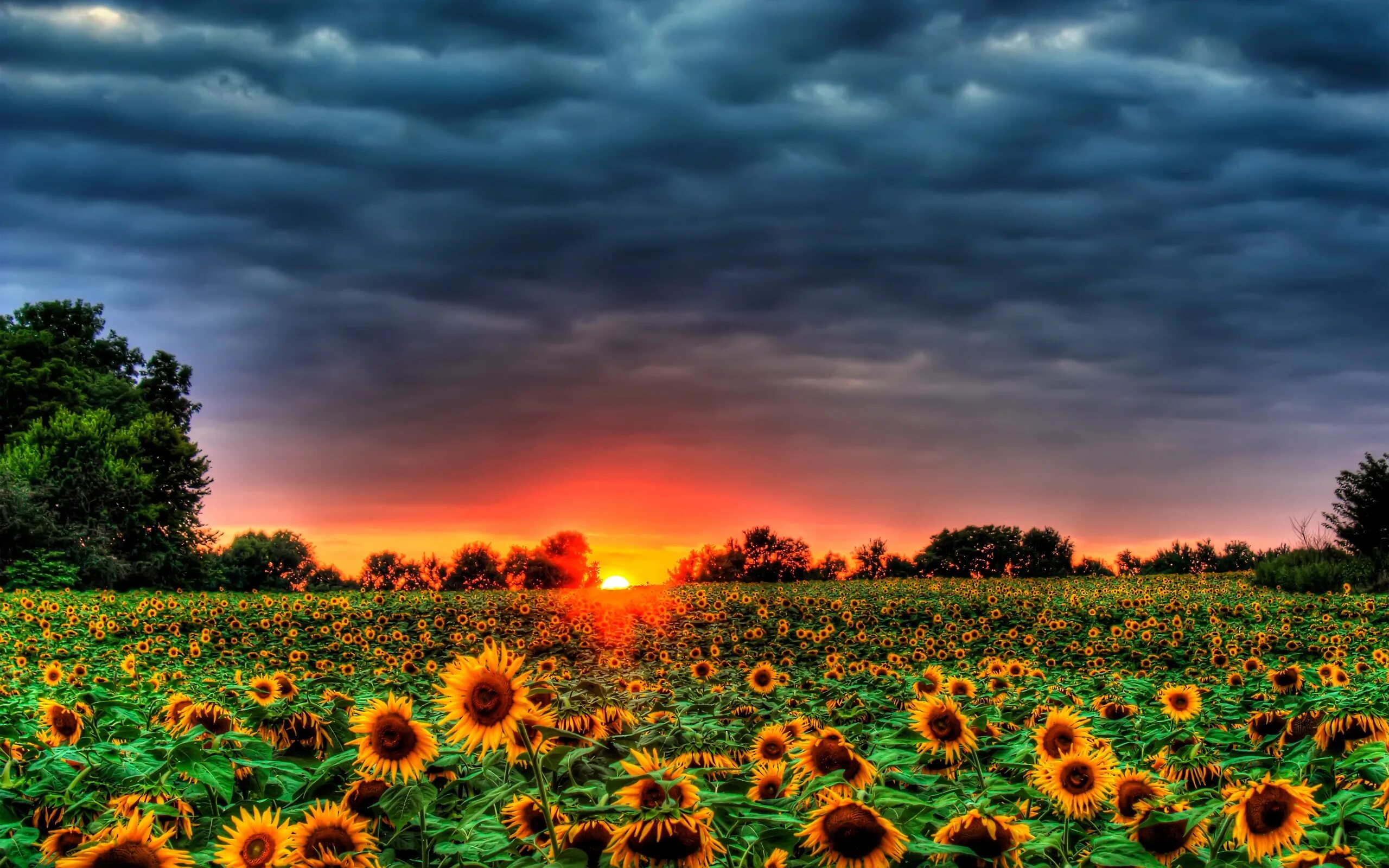 Поля в августе какие. Штат Канзас Подсолнухи. Поле с подсолнухами. Поле подсолнухов фото. Солнечное поле.