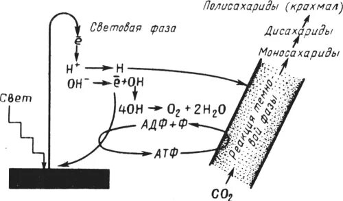 Кислород образовавшийся в световой фазе. Разложение воды при фотосинтезе. Схема фотолиза воды при фотосинтезе. Фотолиз воды фотосинтез. Фотолиз воды схема.