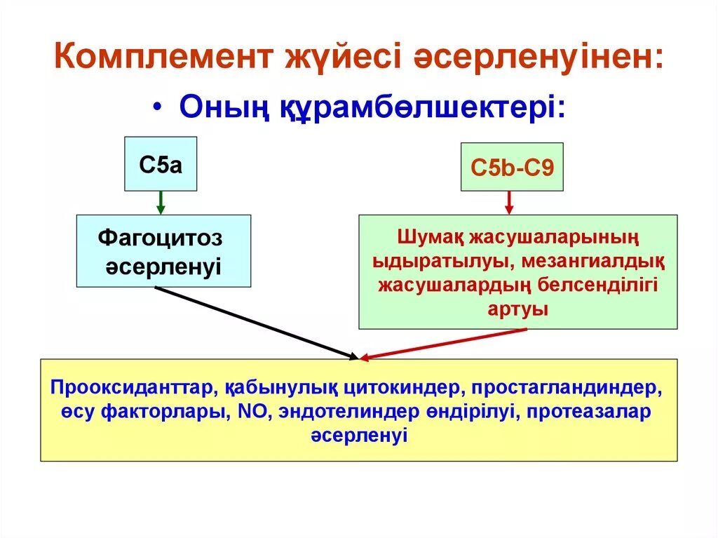 Вирусы и система комплемента. Система комплемента представляет собой. Понятие системы комплемента. Система комплемента микробиология. Система комплемента микробиология.
