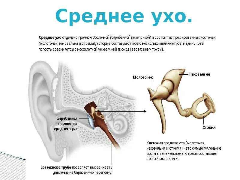 Какая функция слуховых косточек. Полость среднего уха функции. Структура среднего уха человека. Строение полости среднего уха. Молоточек среднее ухо строение.