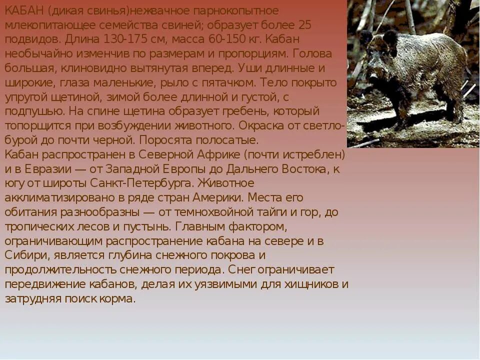 Главный герой произведения кабан. Кабан описание. Доклад про кабана. Маленький рассказ о кабане. Кабан интересные факты для детей.