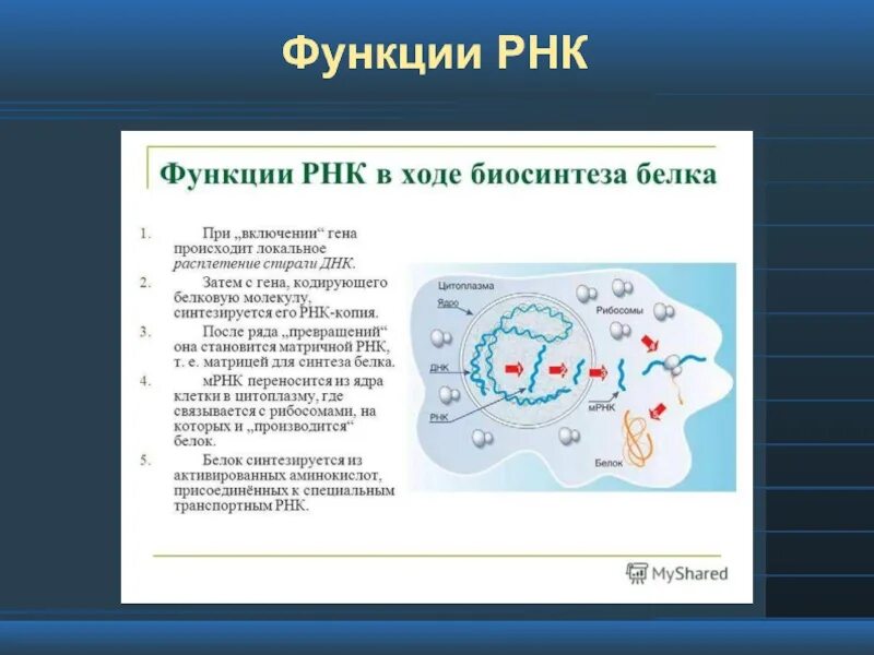 Функции РНК. Роль РНК. Рибонуклеиновая кислота функции.