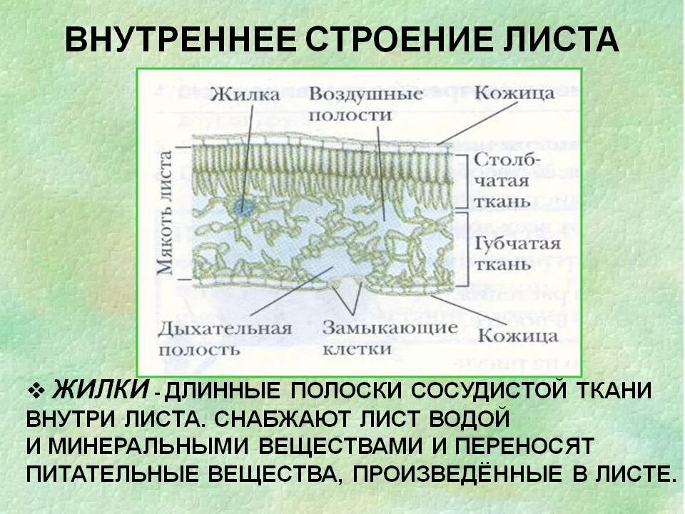 Жилка ткань. Внутренне строение листа биология. схема внутреннего строения листа биология. внутреннее строение листа и функции основная ткань. внутреннее клеточное строение листа.