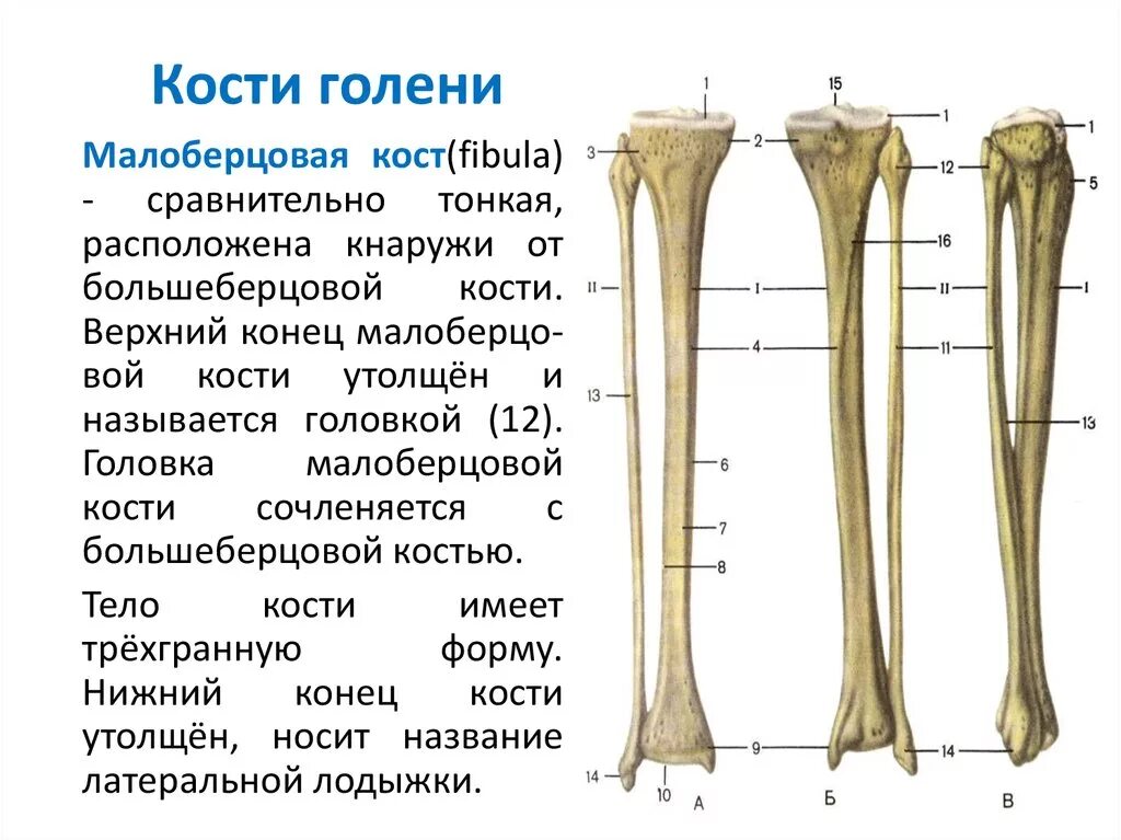 Головка большеберцовой кости анатомия. Большеберцовая кость голени анатомия. Строение малой берцовой кости. Голень большеберцовая кость и малоберцовая кость.