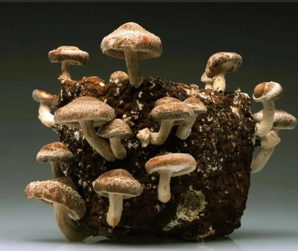 Шиитаки польза. Мицелий шиитаке. Мицелий грибов шиитаке. Шиитаке грибы мицелий. Китайские грибы шиитаке.