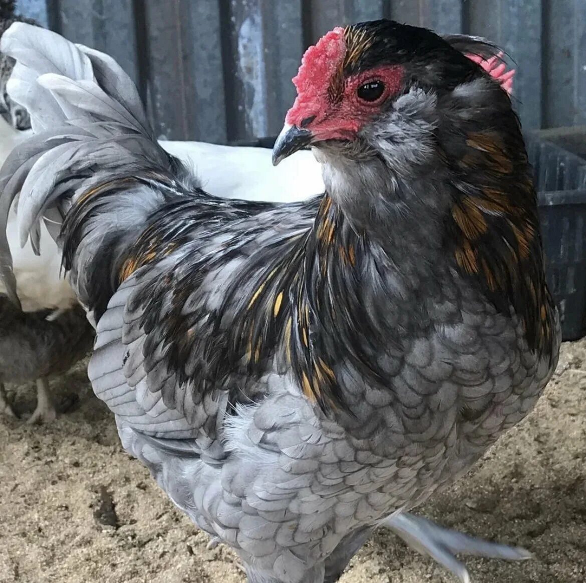 Араукана порода кур яйца. Доминант, амераукана,. Араукана яйца. Петух араукана. Куры араукана яйца.