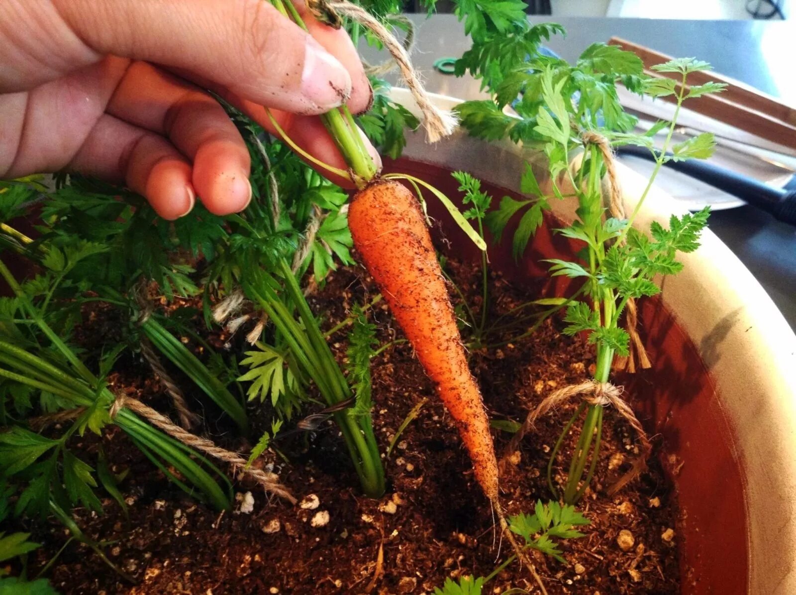 Можно ли посеять морковь. Морковь на балконе. Морковь в горшке. Морковка на подоконнике. Овощи на подоконнике.