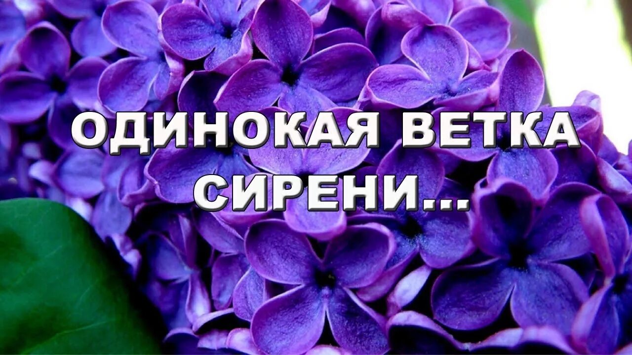 Сирень песня слушать