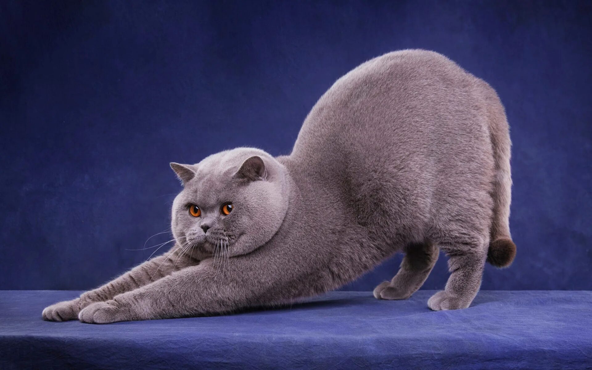 Британская короткошёрстная кошка. Британская короткошёрстная кошка шартрез. Британский короткошерстный кот толстый. Британская короткошёрстная кошка толстая.