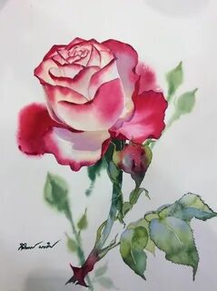 Как нарисовать розу акварелью