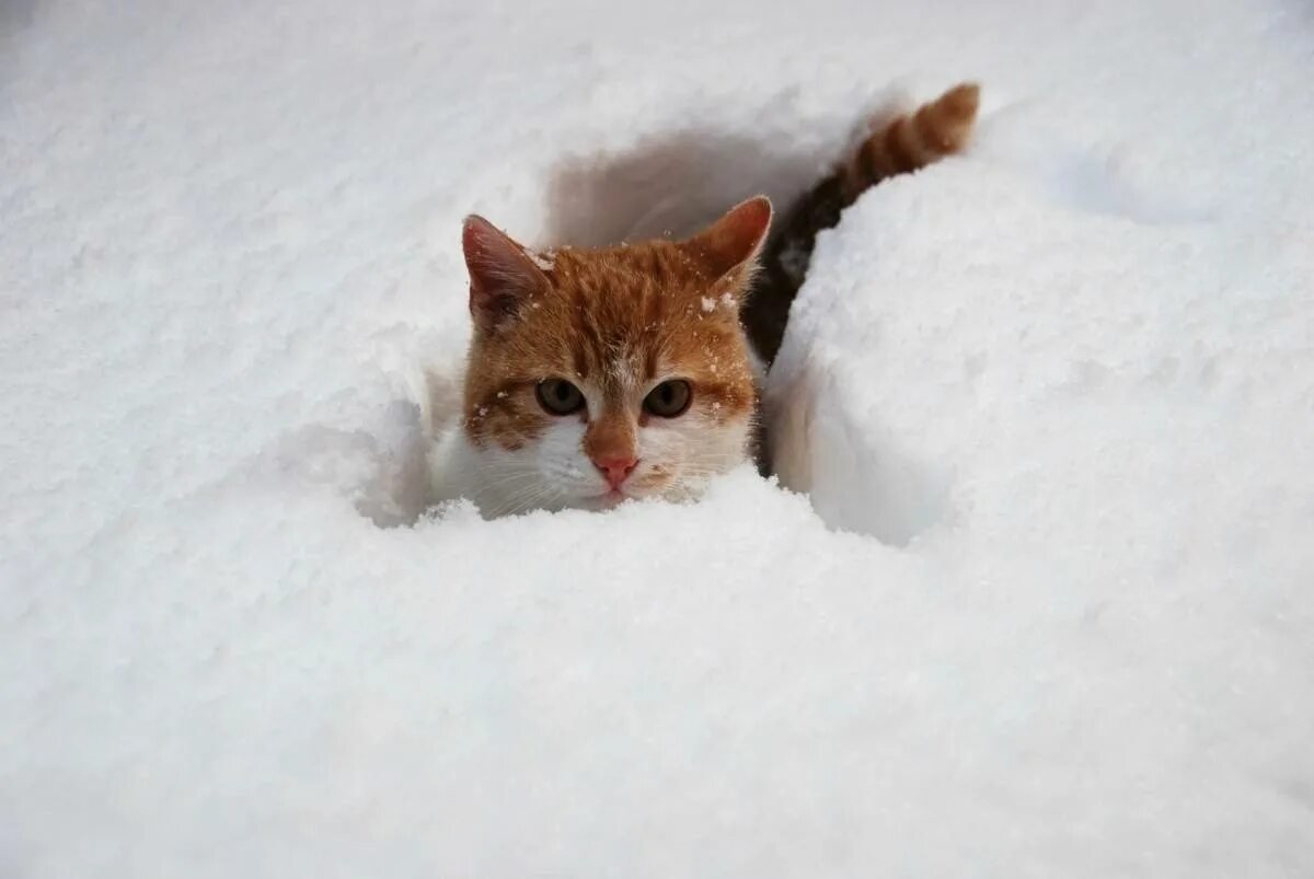 Весело со снегом. Кот в снегу. Кошки зимой. Котенок в снегу. Снежные коты.