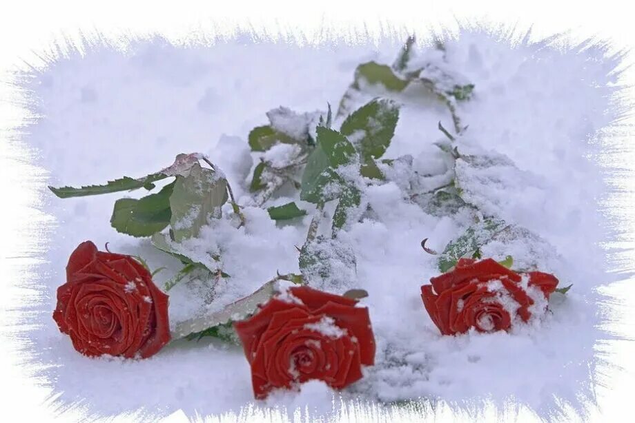 Зимние цветы. Красивые зимние цветы. Цветы в снегу. Розы на снегу. С днем рождения женщине зимнее