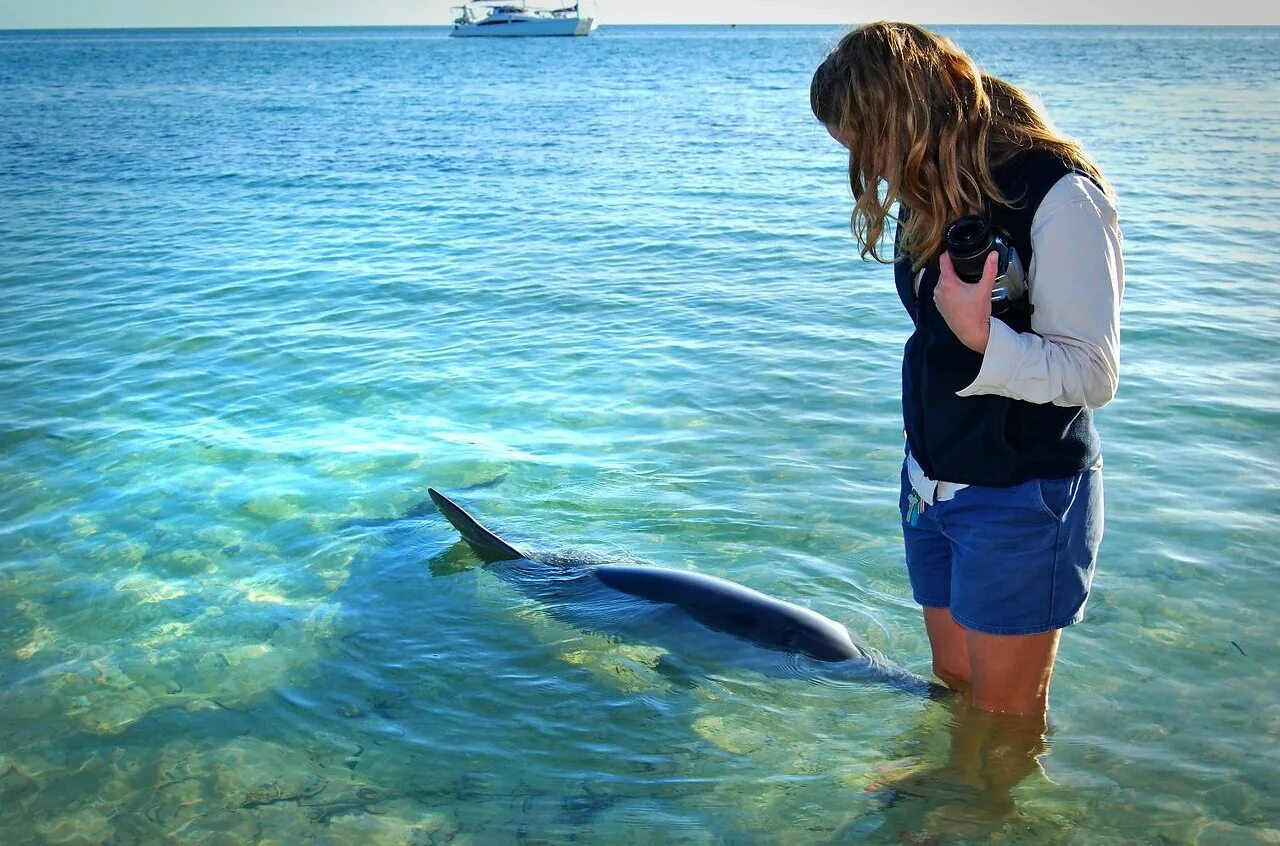 Есть ли дельфин людей. Пляж манки Миа Австралия. Дельфины в море. Дельфины черного моря. Дельфин с человеком в море.
