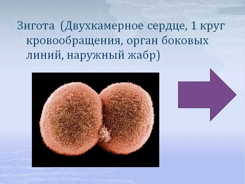Зигота. Что представляет собой зигота. Зигота это в биологии. Зигота картинка. Яичник зигота