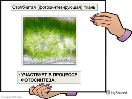 Какая ткань фотосинтезирующая