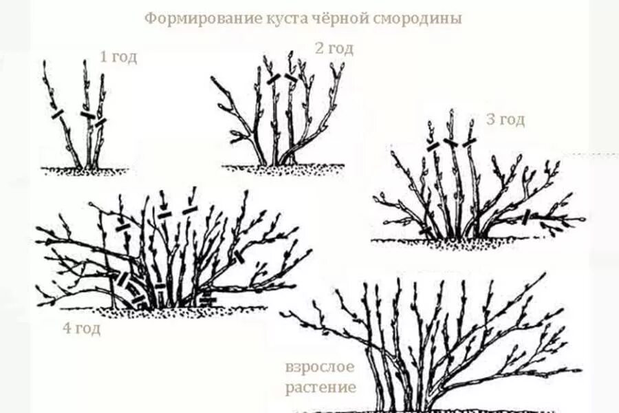 Нужно ли обрезать смородину весной. Схема обрезки крыжовника осенью. Формирующая обрезка черной смородины. Формирование куста смородины осенью. Обрезанный куст крыжовника.