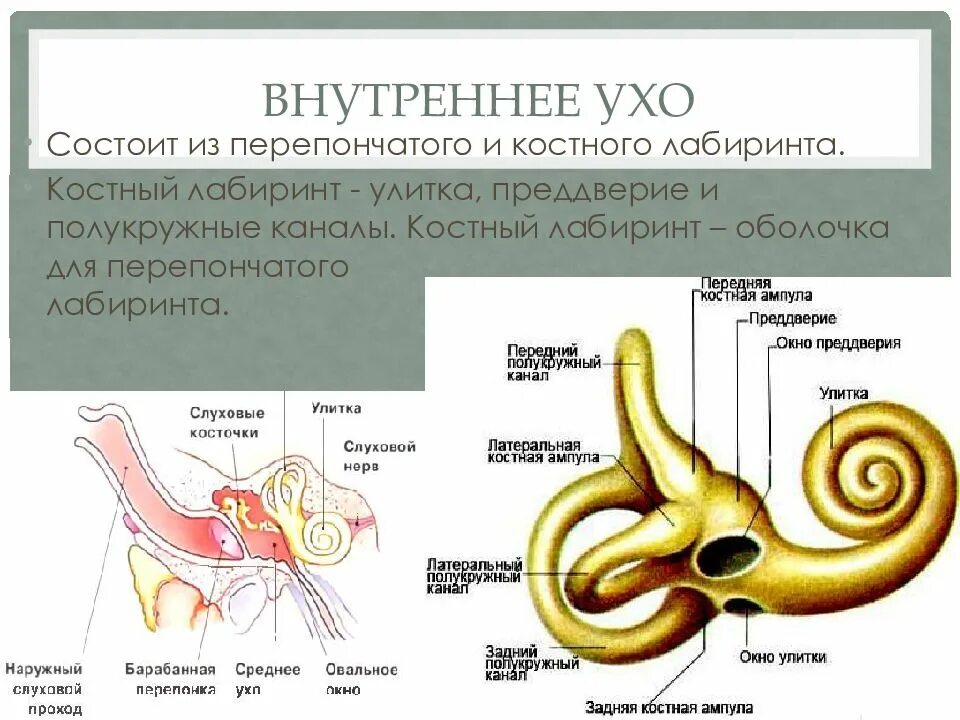 Костный Лабиринт внутреннего уха эндолимфа. Костная улитка внутреннего уха. Строение внутреннего уха. Внутреннее ухо улитка. Внутреннее ухо собаки