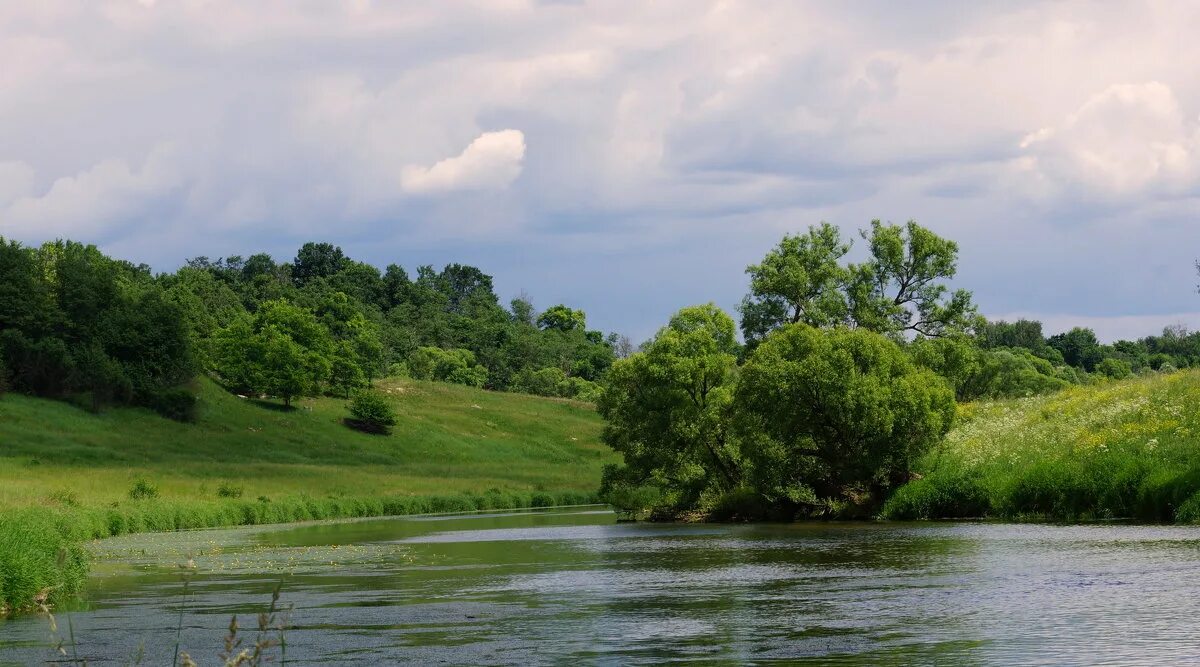 река нара растения. серпухов река. растения и животные реки нара. растения и животные реки нара. река нара калужская область.