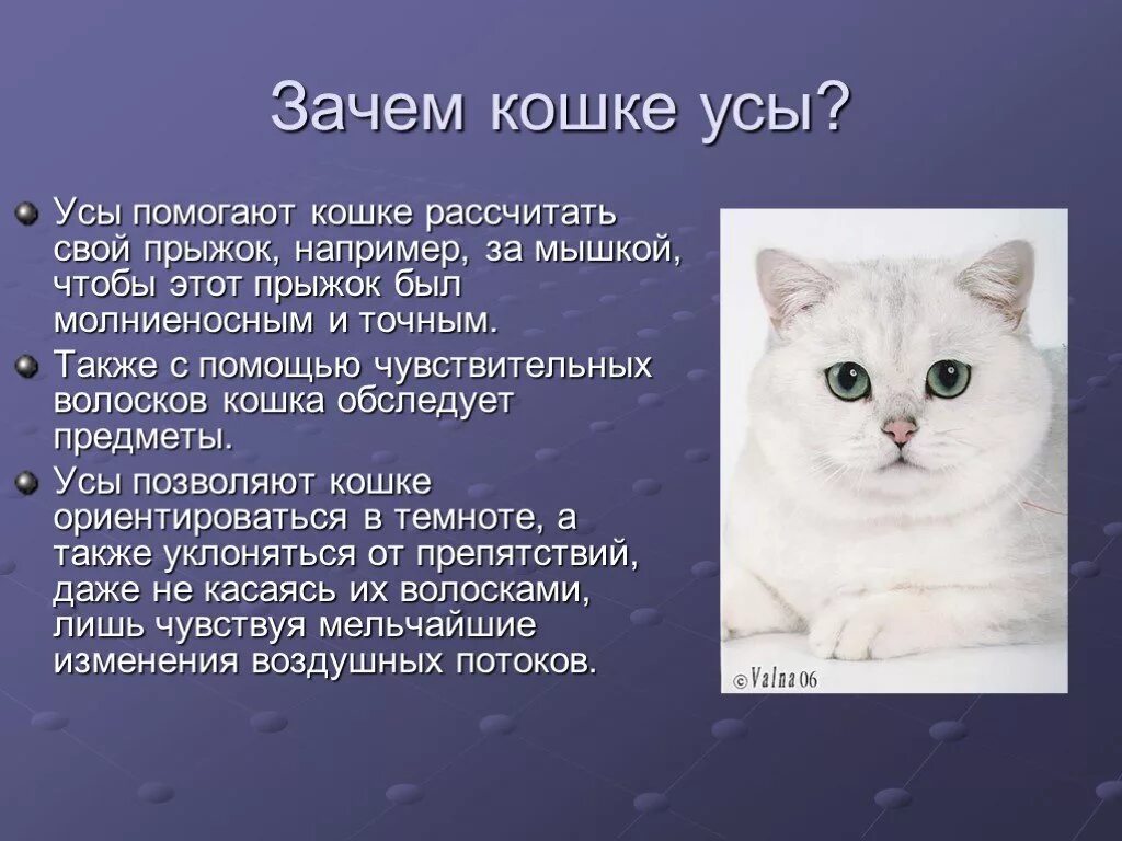 Делаем кошке усы. Для чего коту усы?. зачем кошка. зачем коту нужны усы. презентация про кошек.