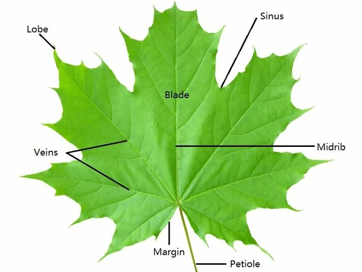 Лист растения с надписью. Leaf Anatomy. Проект Leaf. Листья от надписи. Лист project