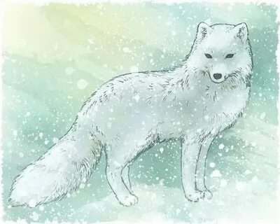 Рисунок песца