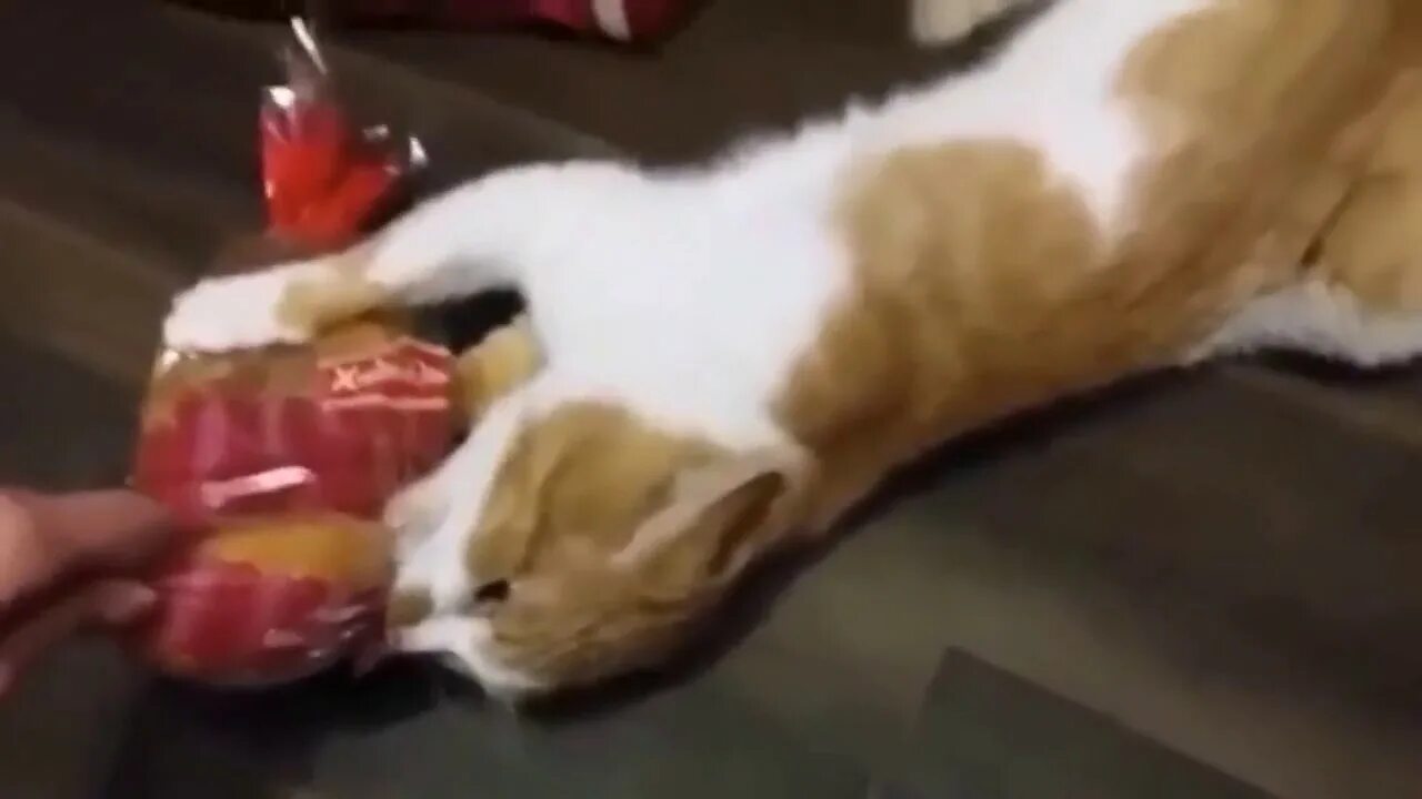 Боря отдам. Кот украл булку. кот боря. кот забрал булку.