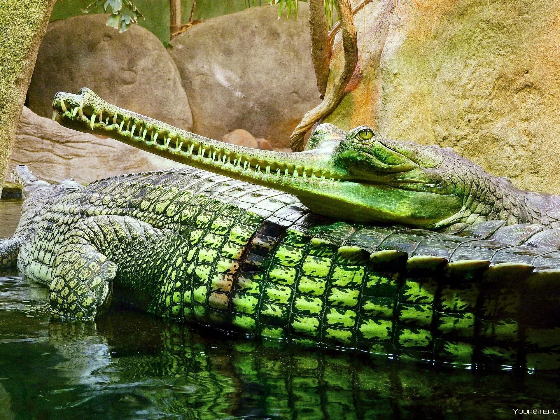 Какой крокодил зеленый. Гангский гавиал. Индийский крокодил гавиал. Гангский гавиал (Gavialis gangeticus). Крокодил Аллигатор гавиал.