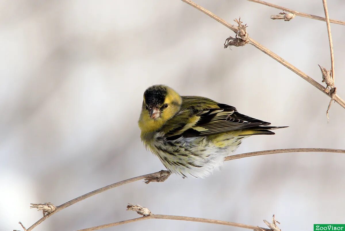 Пение птиц чиж. Spinus Spinus Чиж самка. Чиж самец. Чиж птица. Carduelis Spinus.