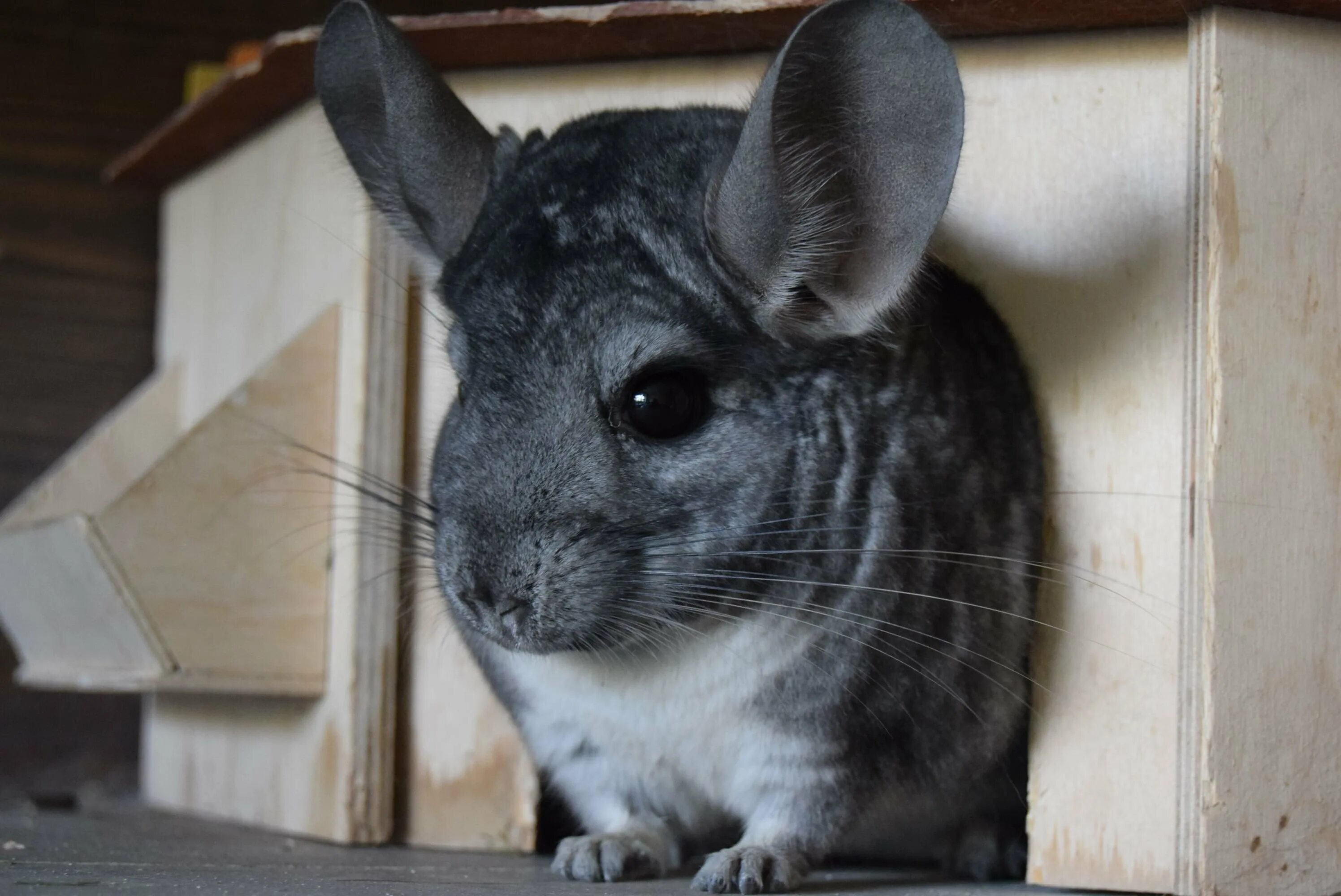 Австралийская шиншилла. Шиншиллы киров. Короткохвостая шиншилла. Шиншилла серая. Шиншилла серая.