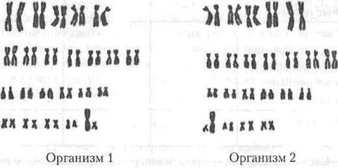 Два организм
