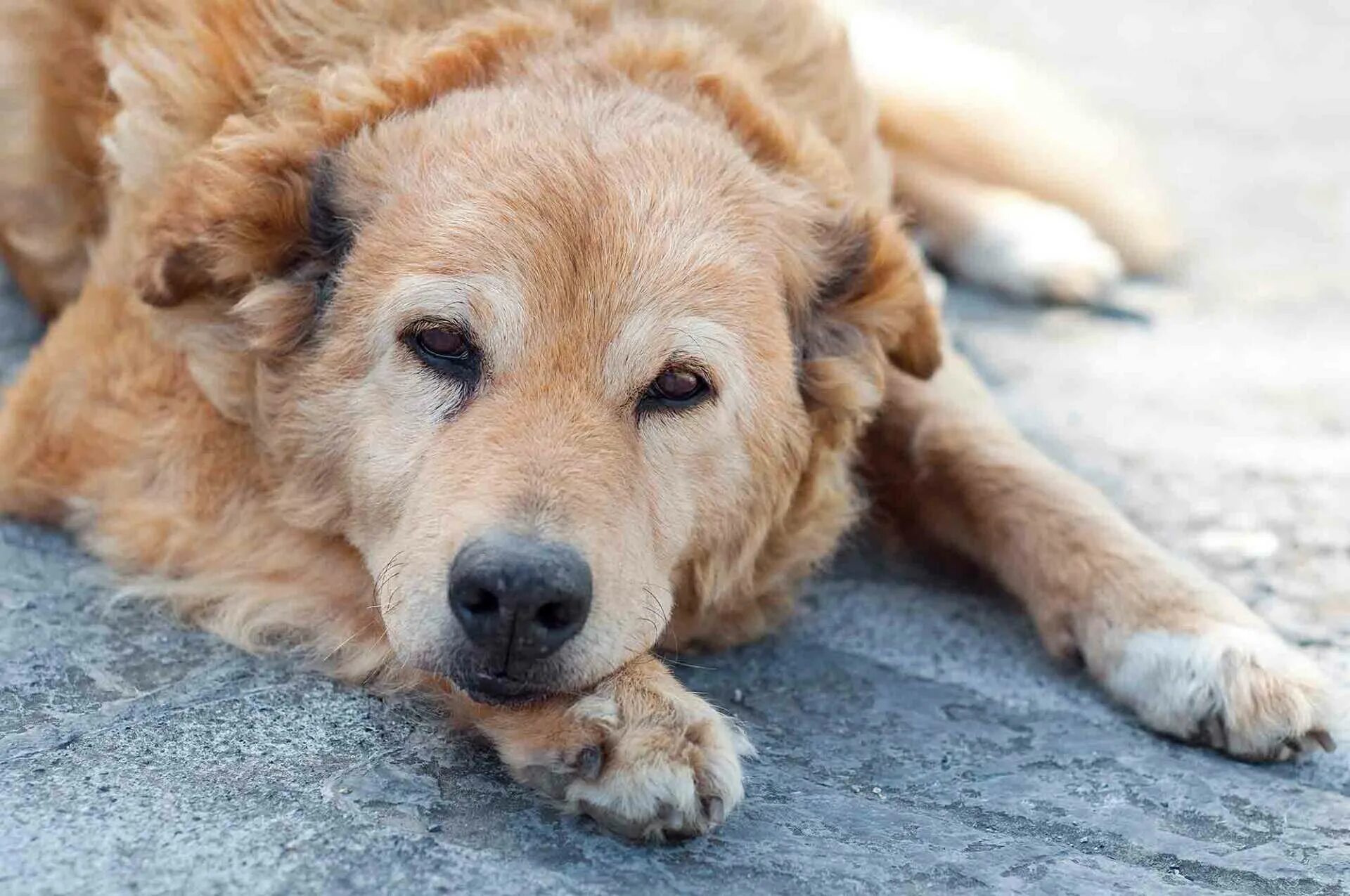 Пожилая собака. Старые собачки. Старые собачки. Паттердейл терьер чёрный. Дряхлая собака.