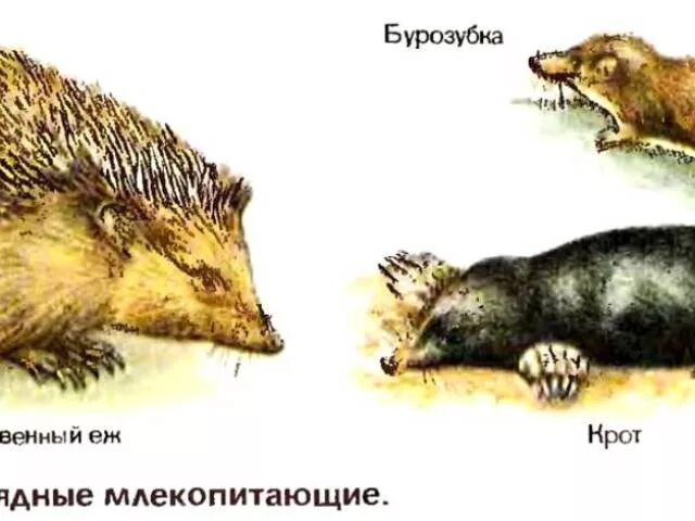 В сравнении с кротом крупнее мельче. Кто больше Крот или еж. Крот и еж. Размер ежа обыкновенного и крота. Еж больше крота или меньше.