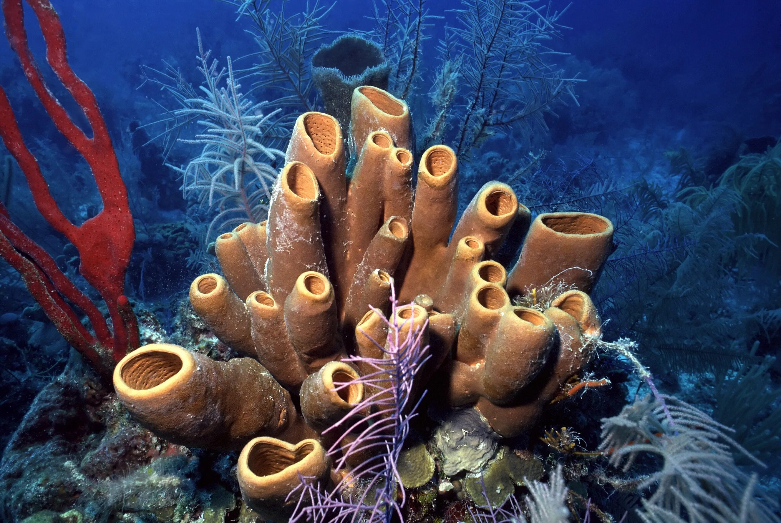 Губки Porifera. Тип губки Porifera. Porifera Spongia. Трубчатые кораллы. Самыми глубоководными водорослями являются