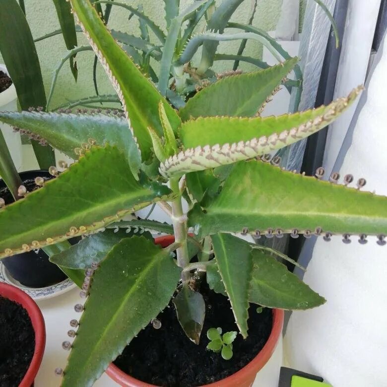 Бриофиллум дегремона. Каланхоэ цветок комнатный. Растение каланхоэ. Растение каланхоэ каланхоэ. Цветок каланхоэ лечебный.