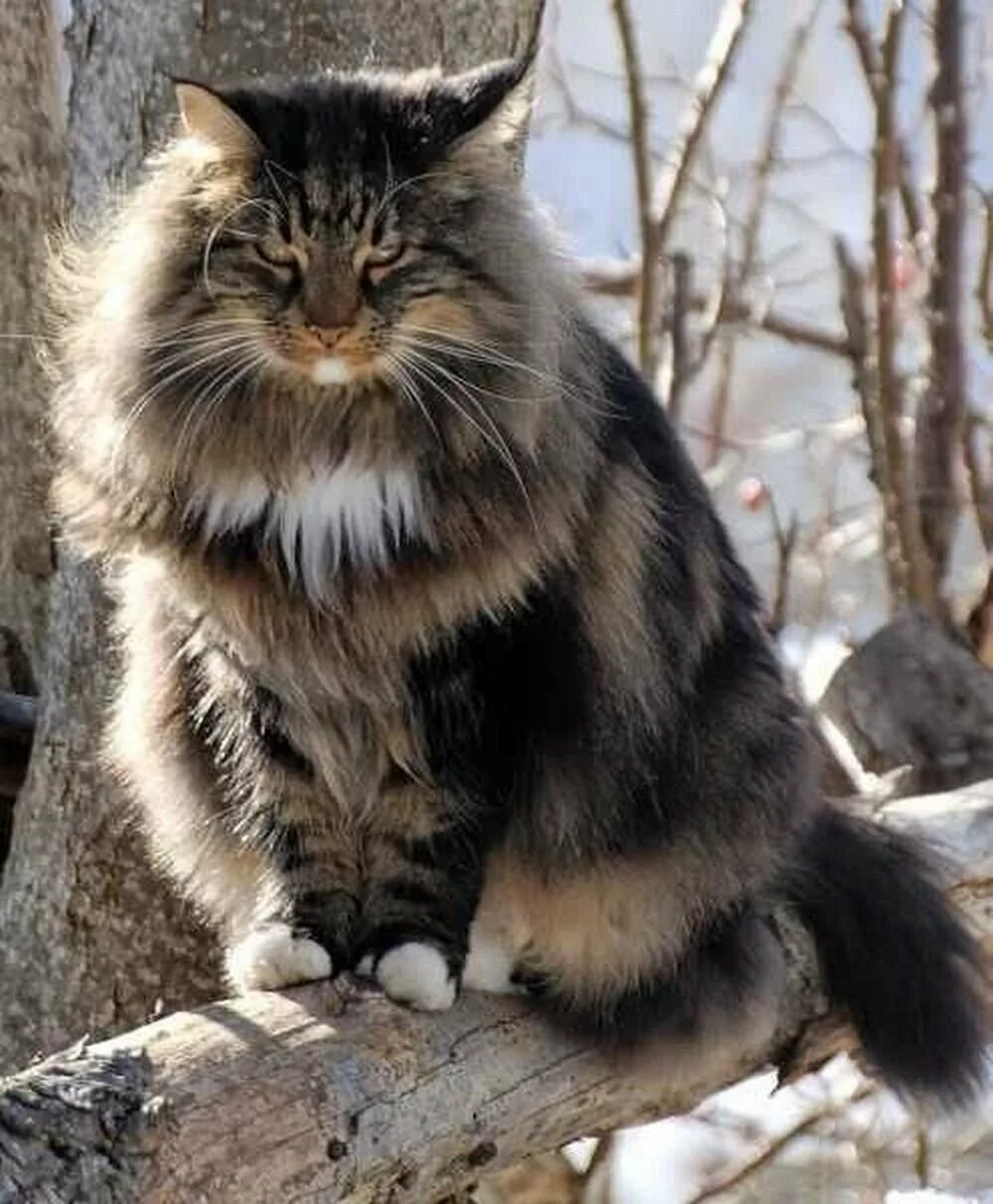 Сибирская норвежская лесная кошка. Норвежская лесная кошка и мейн кун. норвежская ночная кошка. норвежская длинношерстная лесная кошка. сибирский мейн кун.