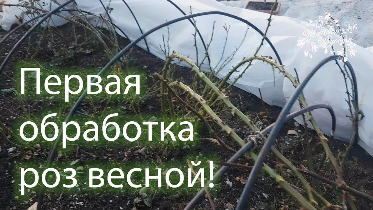 Весенняя обработка роз. Обработка роз весной. Первая обработка роз весной. Подкормка и обработка роз весной. Чем обработать розы после обрезки