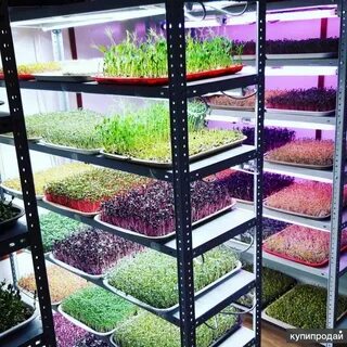 Микрозелень реализация