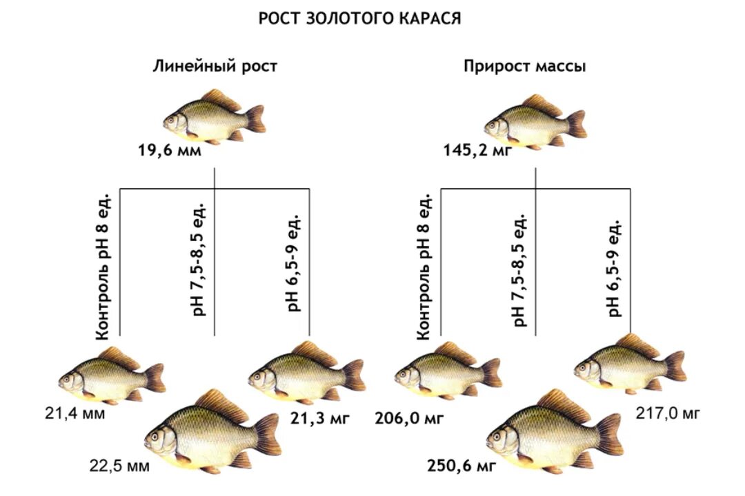 Какой вес карася. Рост карася. Карась Размеры. Таблица роста рыбы. Размер и Возраст карася.