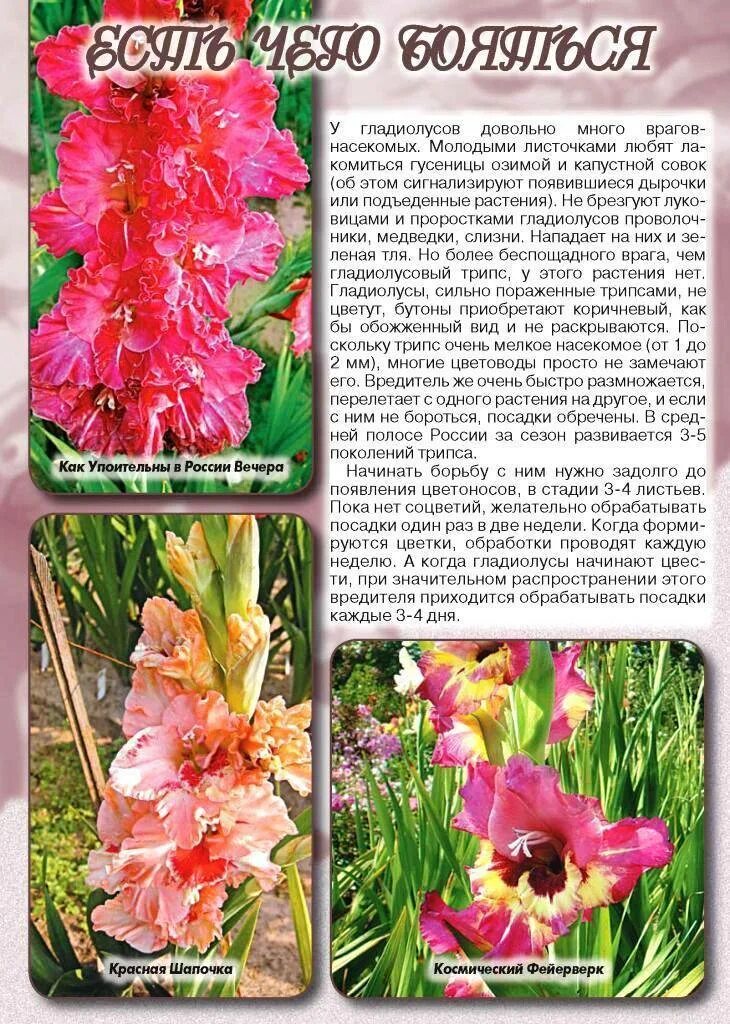 Гладиолус зимующий. Почему гладиолус. Почему гладиолус. Гладиолус октопус. Гладиолус тритон.