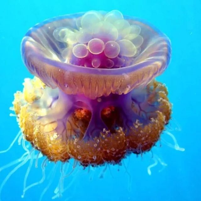 Pin by Lavonda Sullivan on Into the Deep Blue Sea Beautiful sea creatures, Deep 