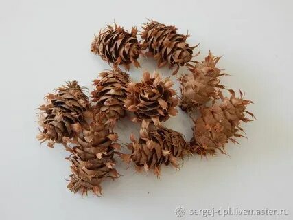 Семена на чешуях шишек
