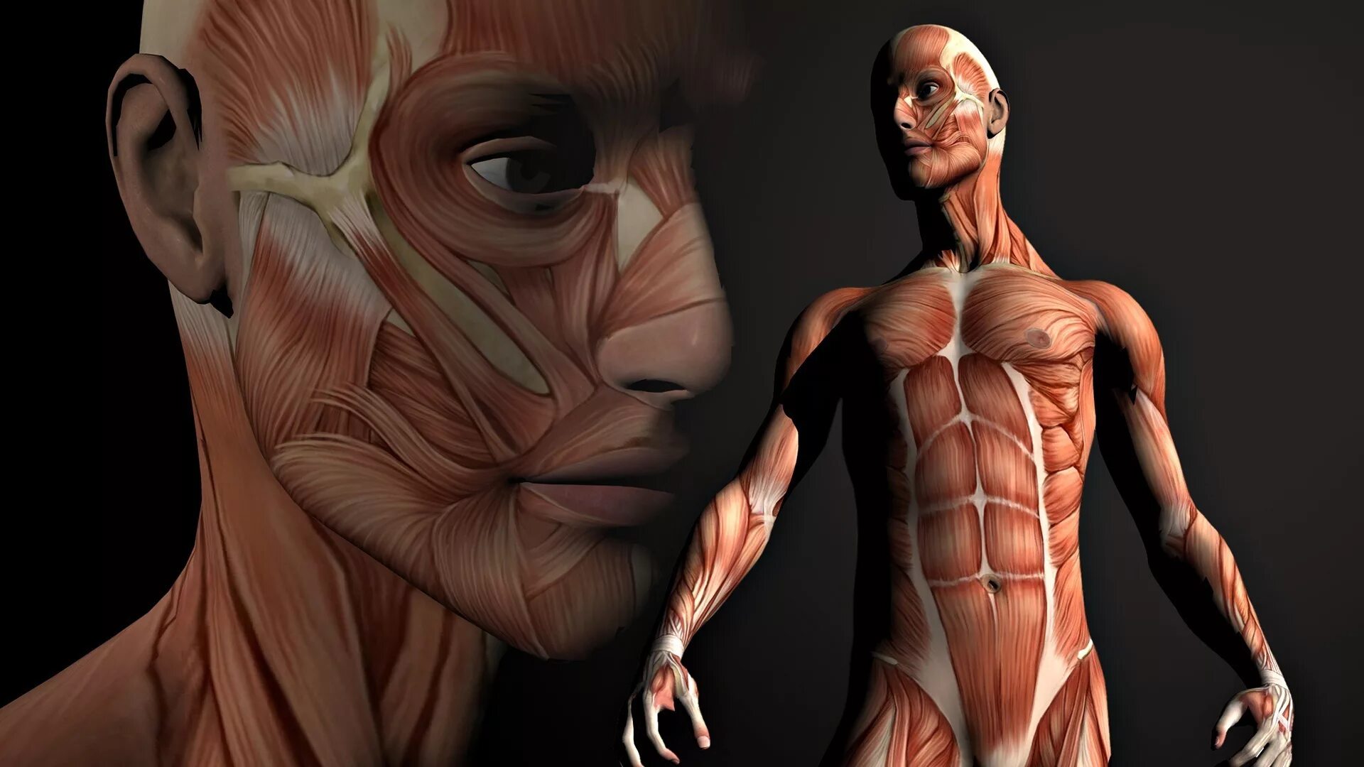 Мышцы человека. Мускулатура человека. Мышечная анатомия человека. Мышечный скелет. Человеческое в человеке читать